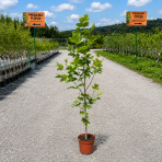 Ľaliovník tulipánokvetý (Liriodendron tulipifera) ´TULIPANOVEC´ - výška 130-150 cm, kont. C5L